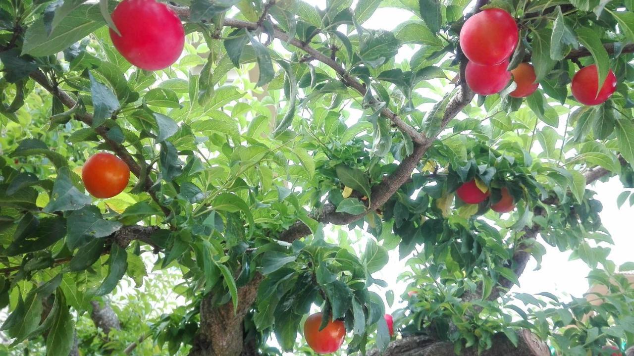 Ripe'S Forest Garden Guest House Roma Esterno foto