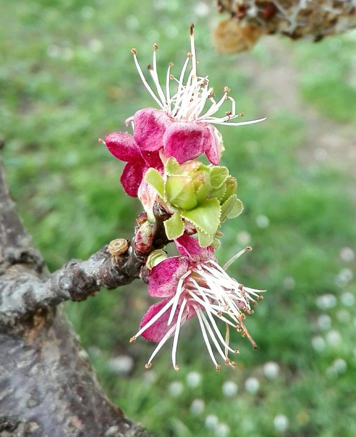 Ripe'S Forest Garden Guest House Roma Esterno foto